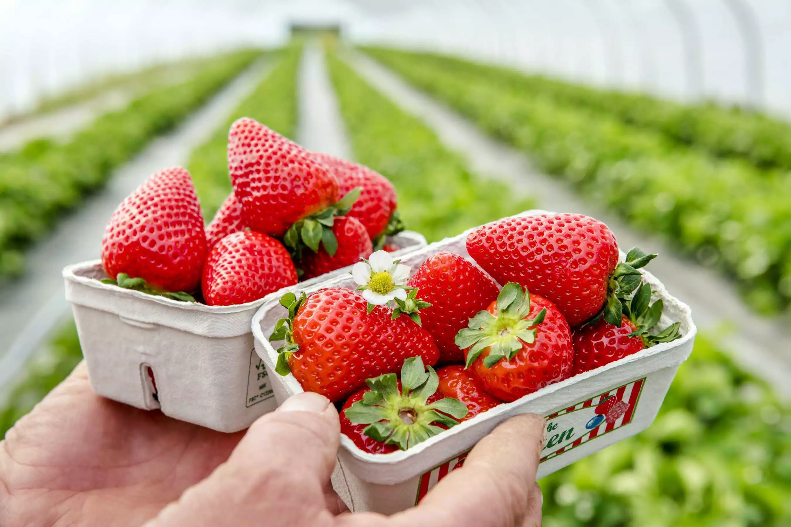 Erntefrische Erdbeeren vom Feld Burgkirchen Oberbayern